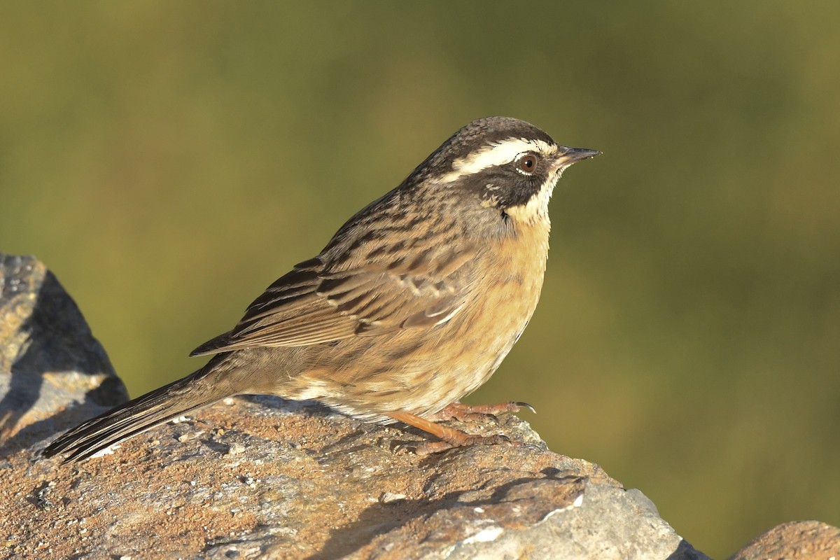 pěvuška skalní (ssp. ocularis) - ML396086671