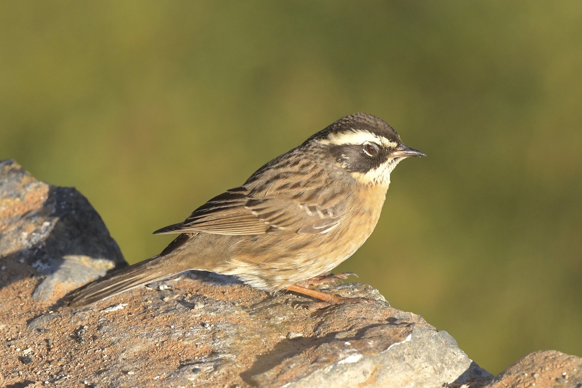 pěvuška skalní (ssp. ocularis) - ML396086731