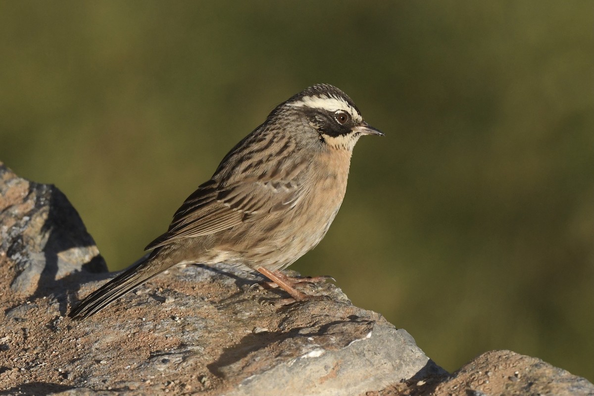 pěvuška skalní (ssp. ocularis) - ML396086741