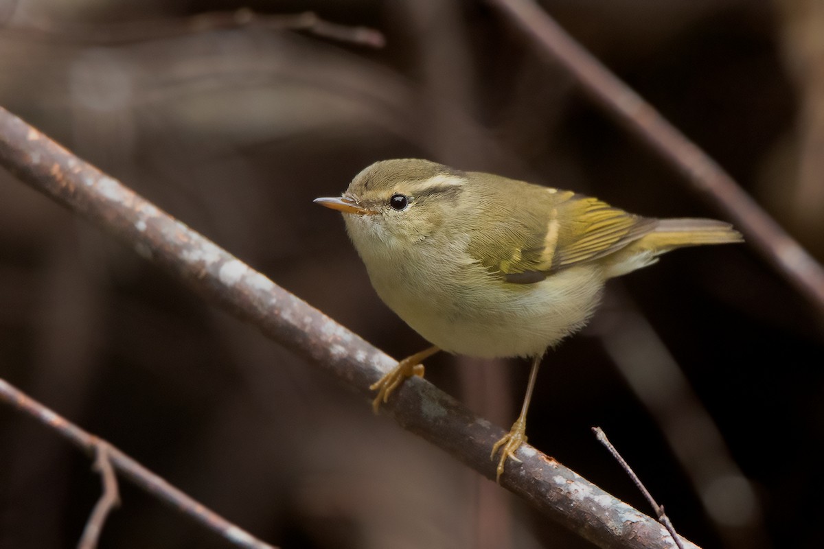 Chinese Leaf Warbler - Ayuwat Jearwattanakanok