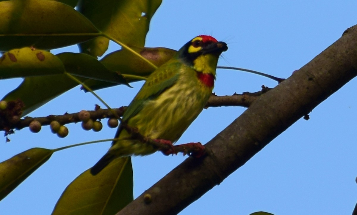 Coppersmith Barbet - ML396089361