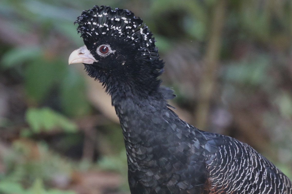 Blue-billed Curassow - Lisa Carol Wolf