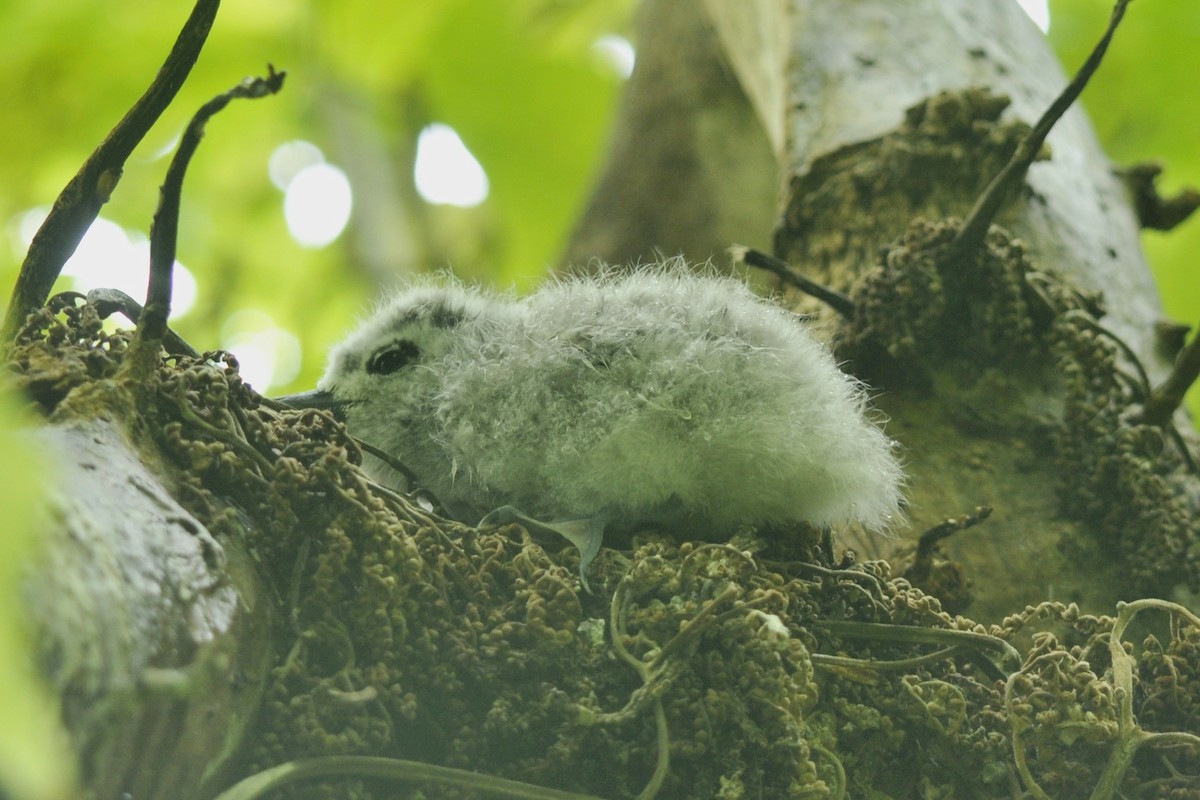 White Tern - ML39609351