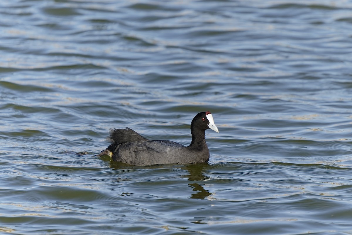 Red-knobbed Coot - ML396093531
