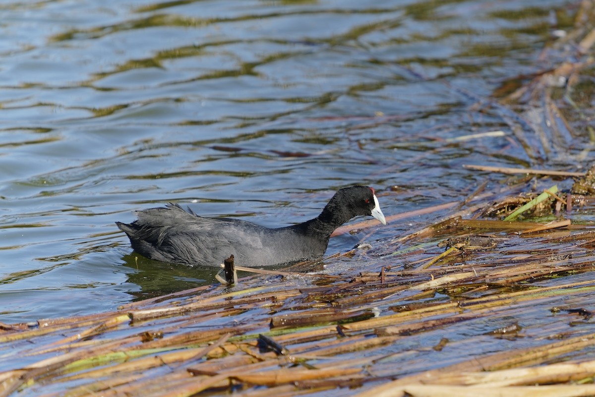 Red-knobbed Coot - ML396093551