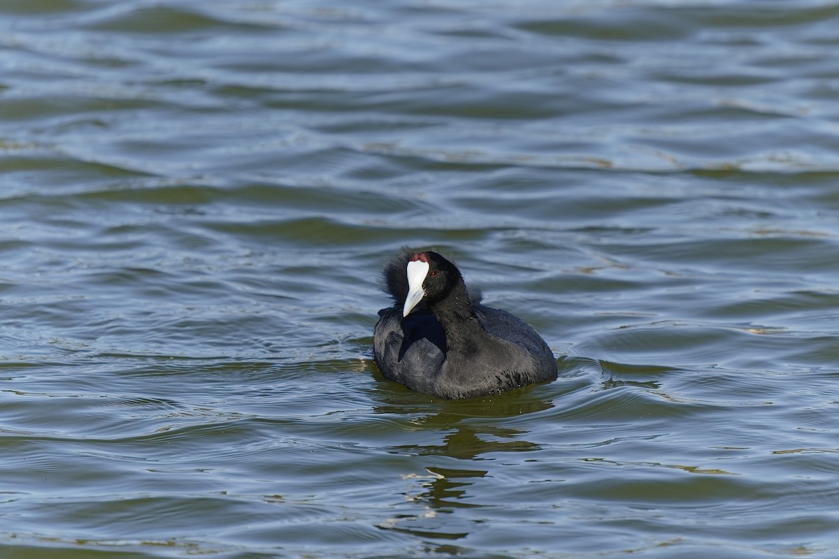 Red-knobbed Coot - ML396093561