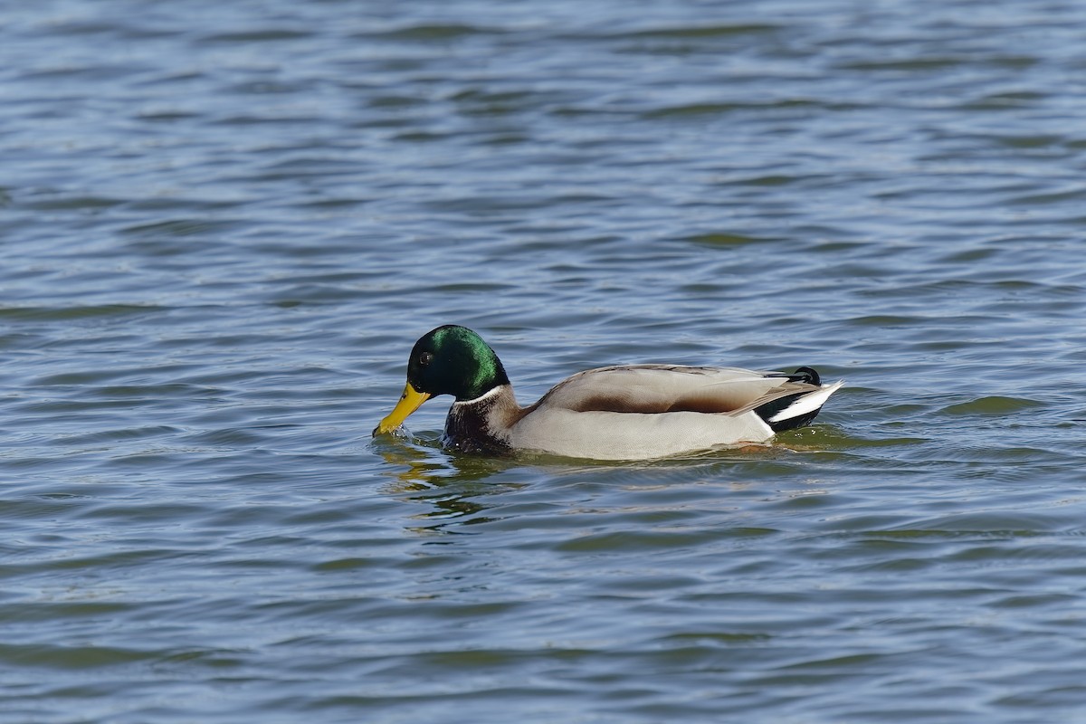 Mallard - ML396093591