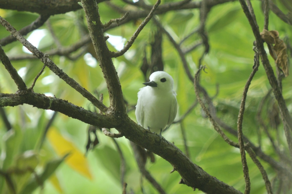 White Tern - ML39609361