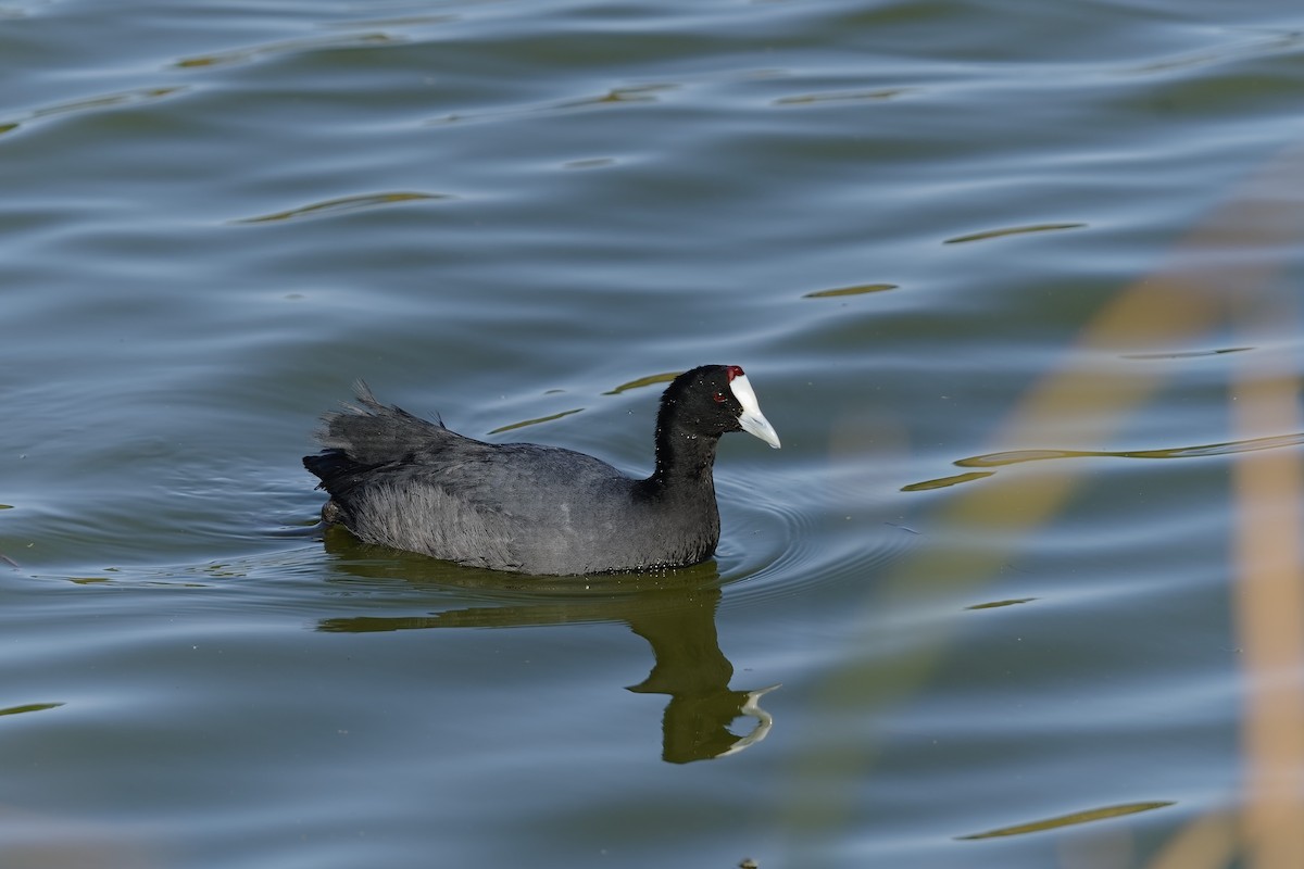 Red-knobbed Coot - ML396094501