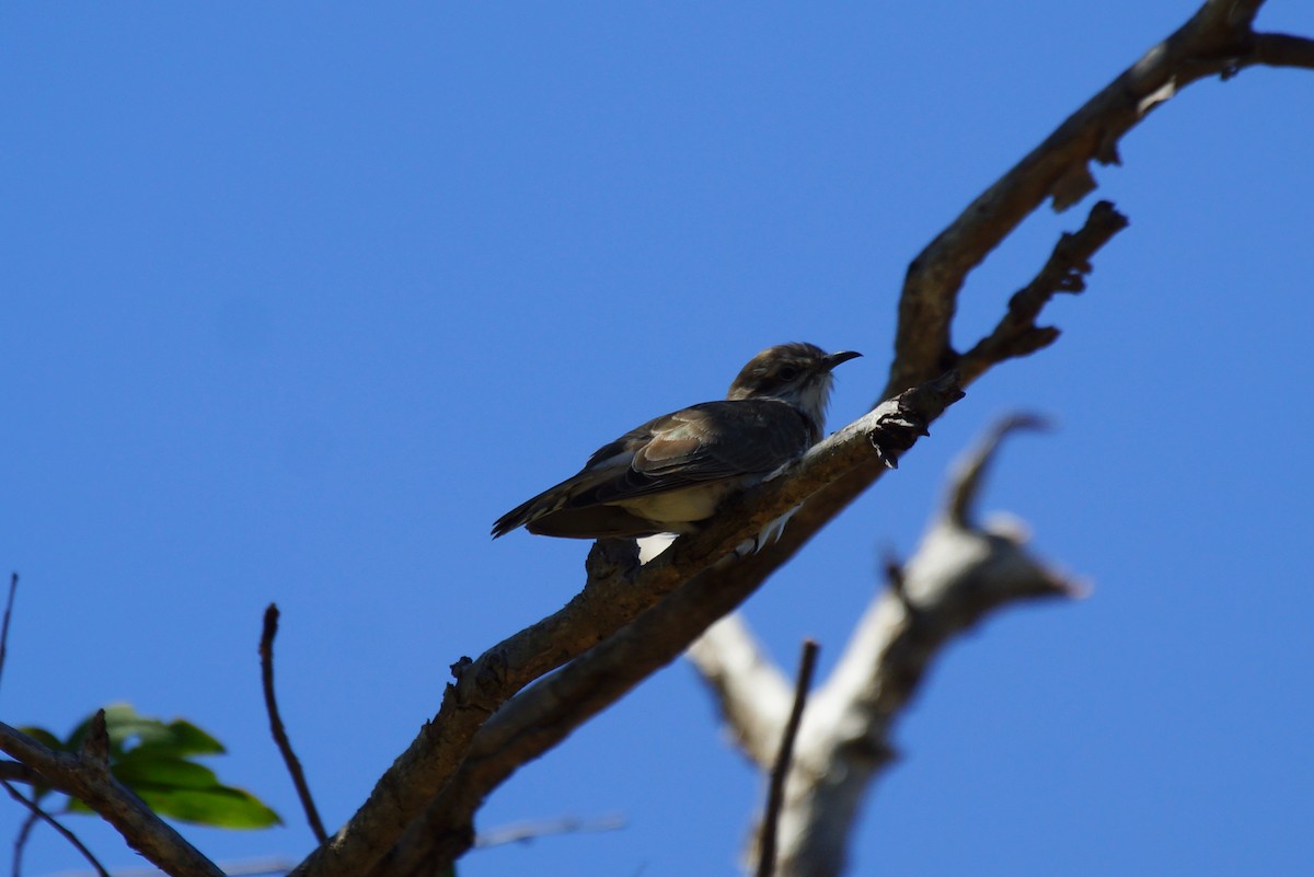 Horsfield's Bronze-Cuckoo - ML396096221