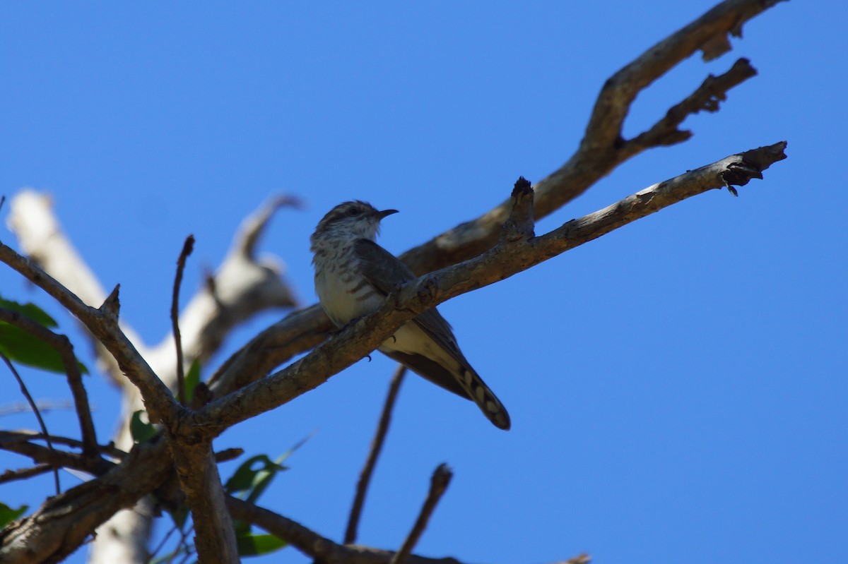 Horsfield's Bronze-Cuckoo - ML396096281