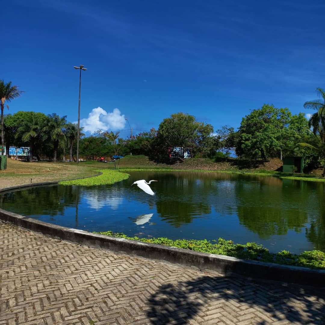 Great Egret - ML396096971