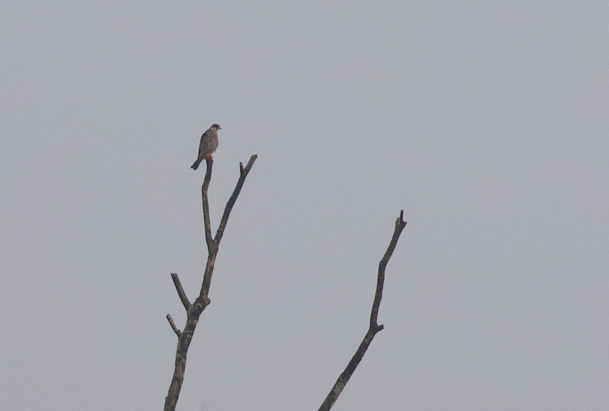 Amur Falcon - Sayam U. Chowdhury