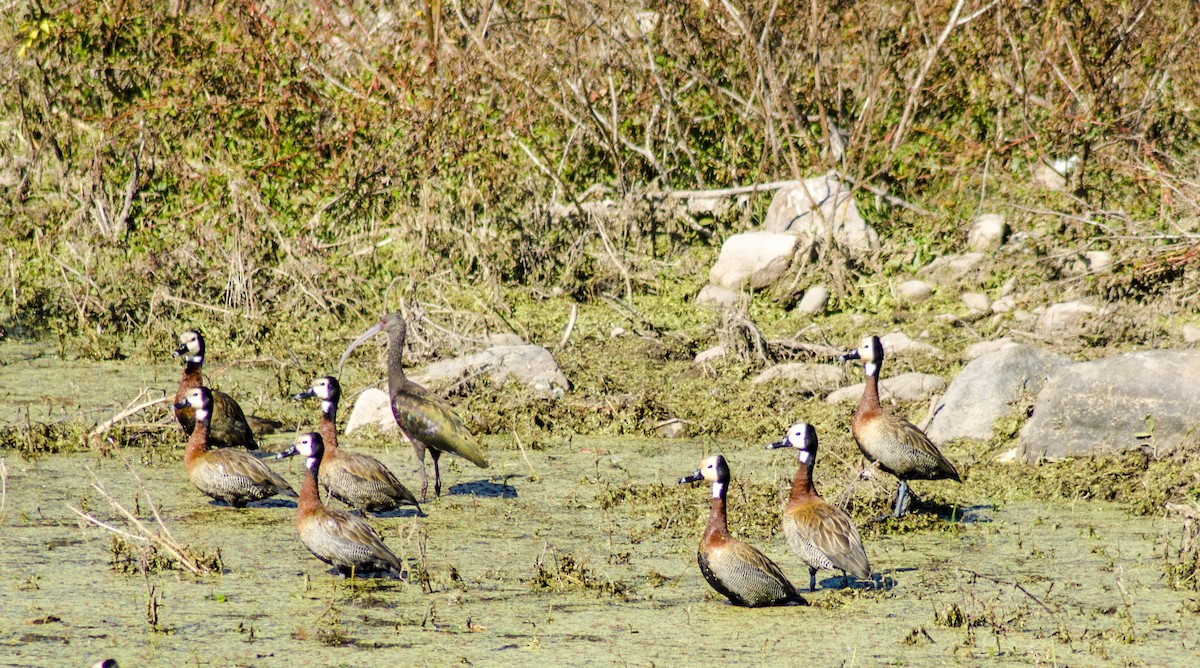 White-faced Whistling-Duck - ML396098281