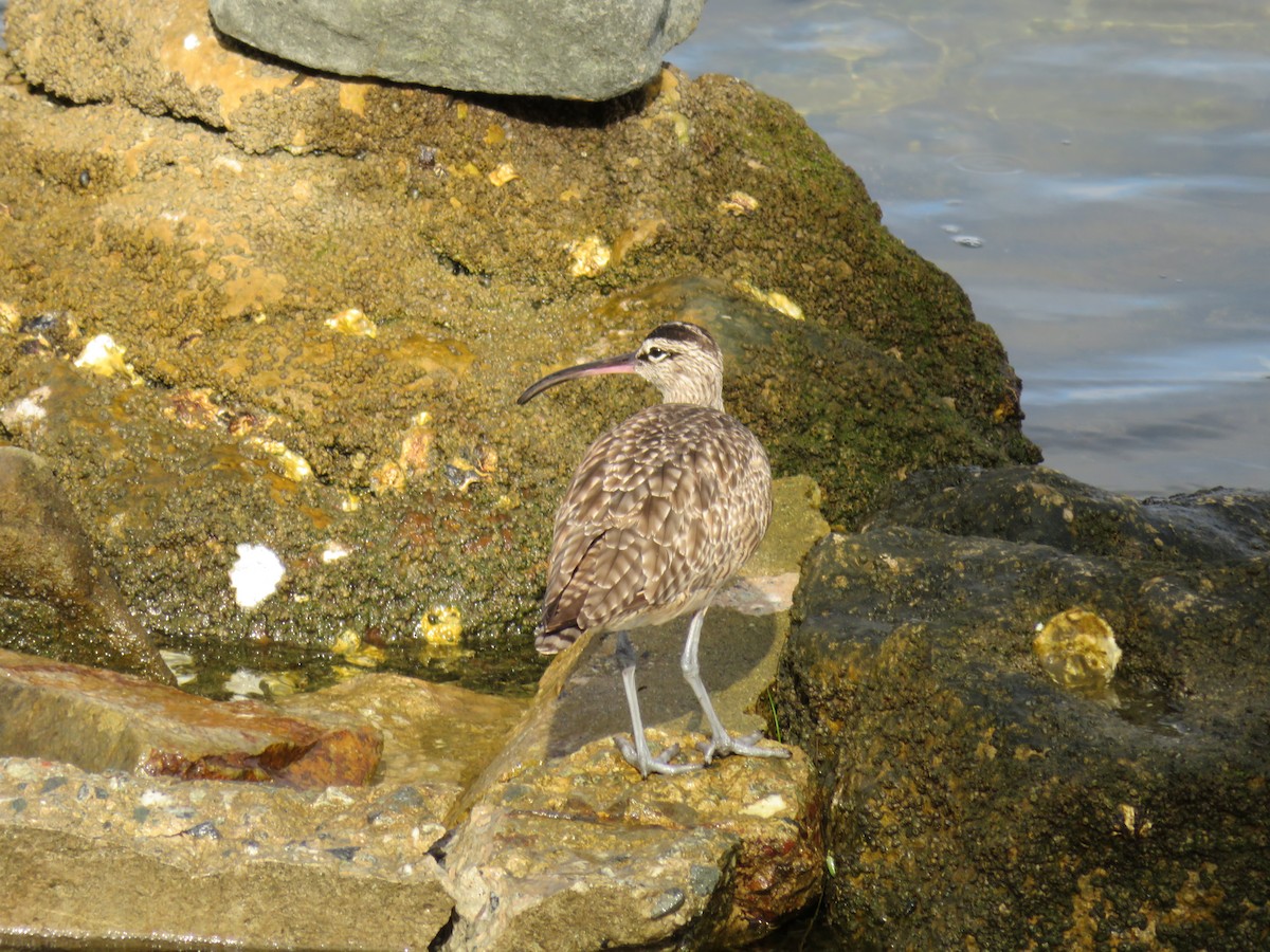 Whimbrel - Jesse Golden