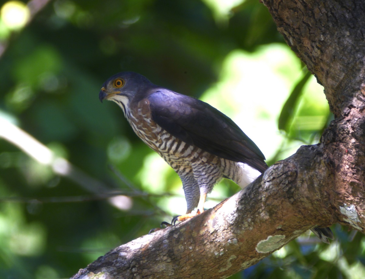 Crested Goshawk - ML396099231