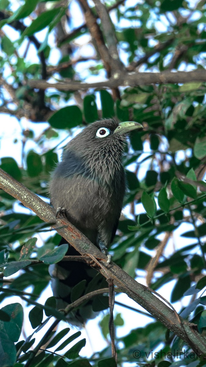 Blue-faced Malkoha - ML396099841