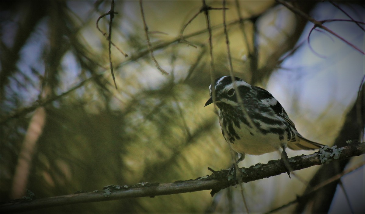 Black-and-white Warbler - ML396100541