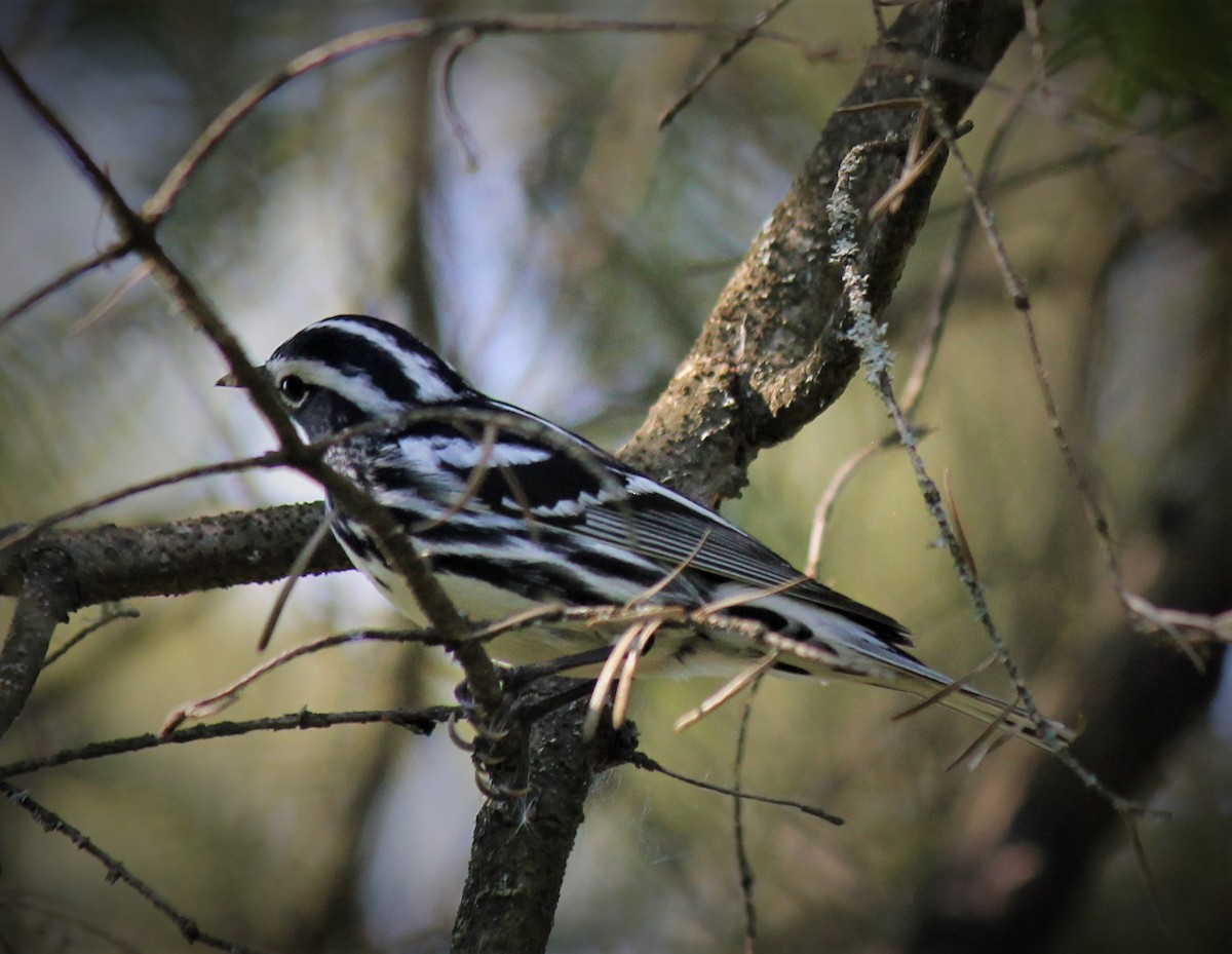 Black-and-white Warbler - ML396100611