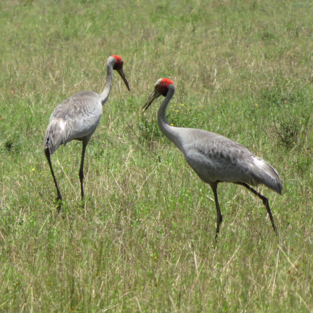 Brolga - ML396100681