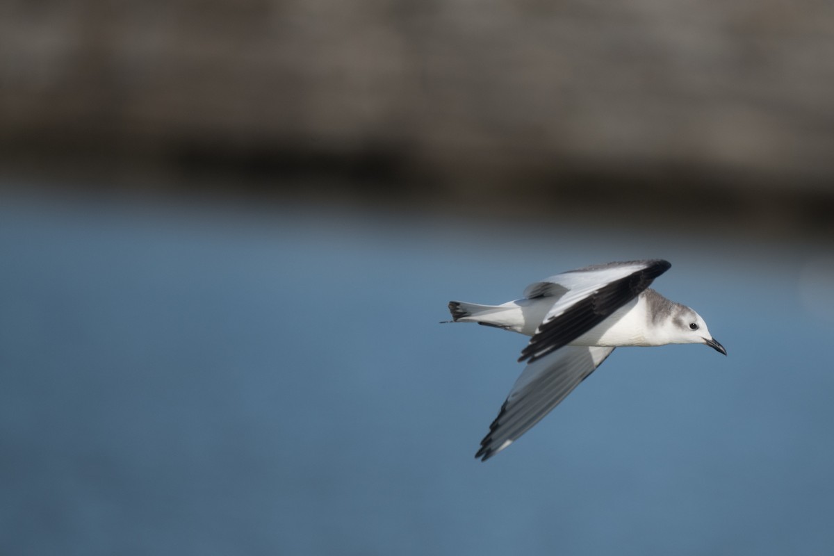 Sabine's Gull - ML396101401