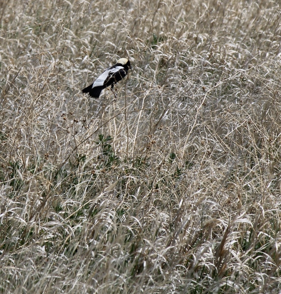 Bobolink - ML396101411