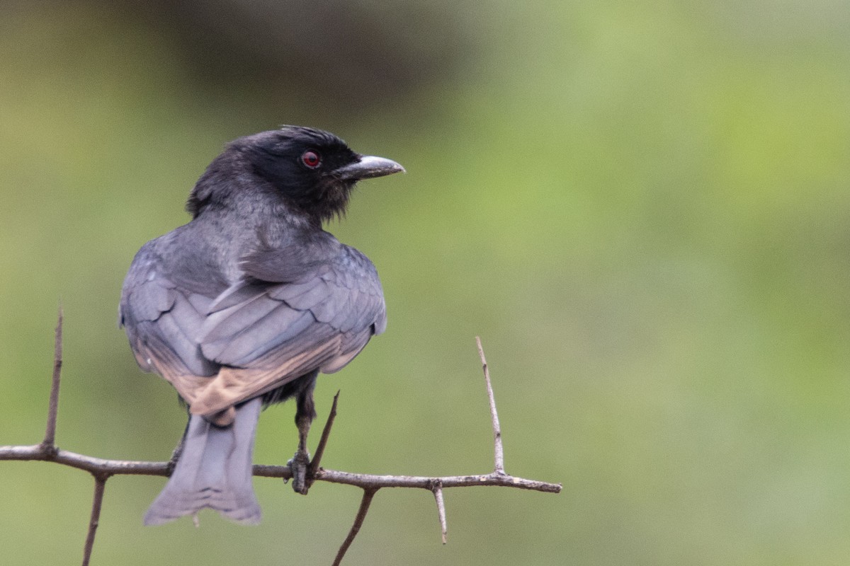 Fork-tailed Drongo (Clancey's) - ML396102571