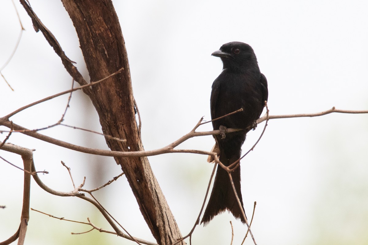 Fork-tailed Drongo (Clancey's) - ML396102951