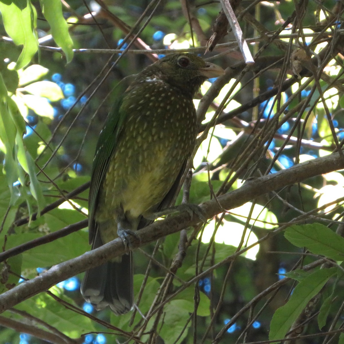 Green Catbird - Amanda Johnston