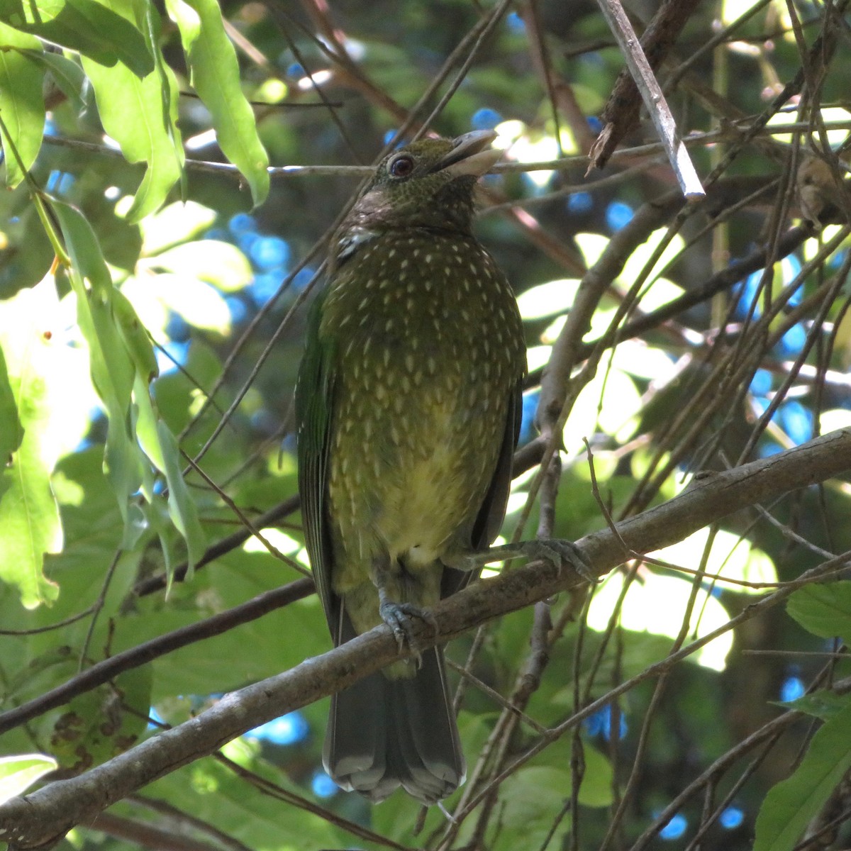 Green Catbird - Amanda Johnston