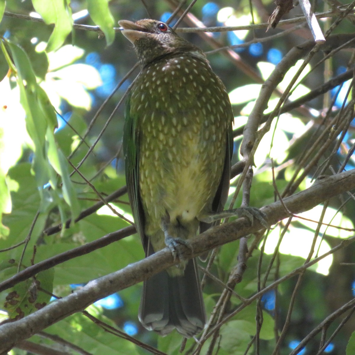 Green Catbird - Amanda Johnston