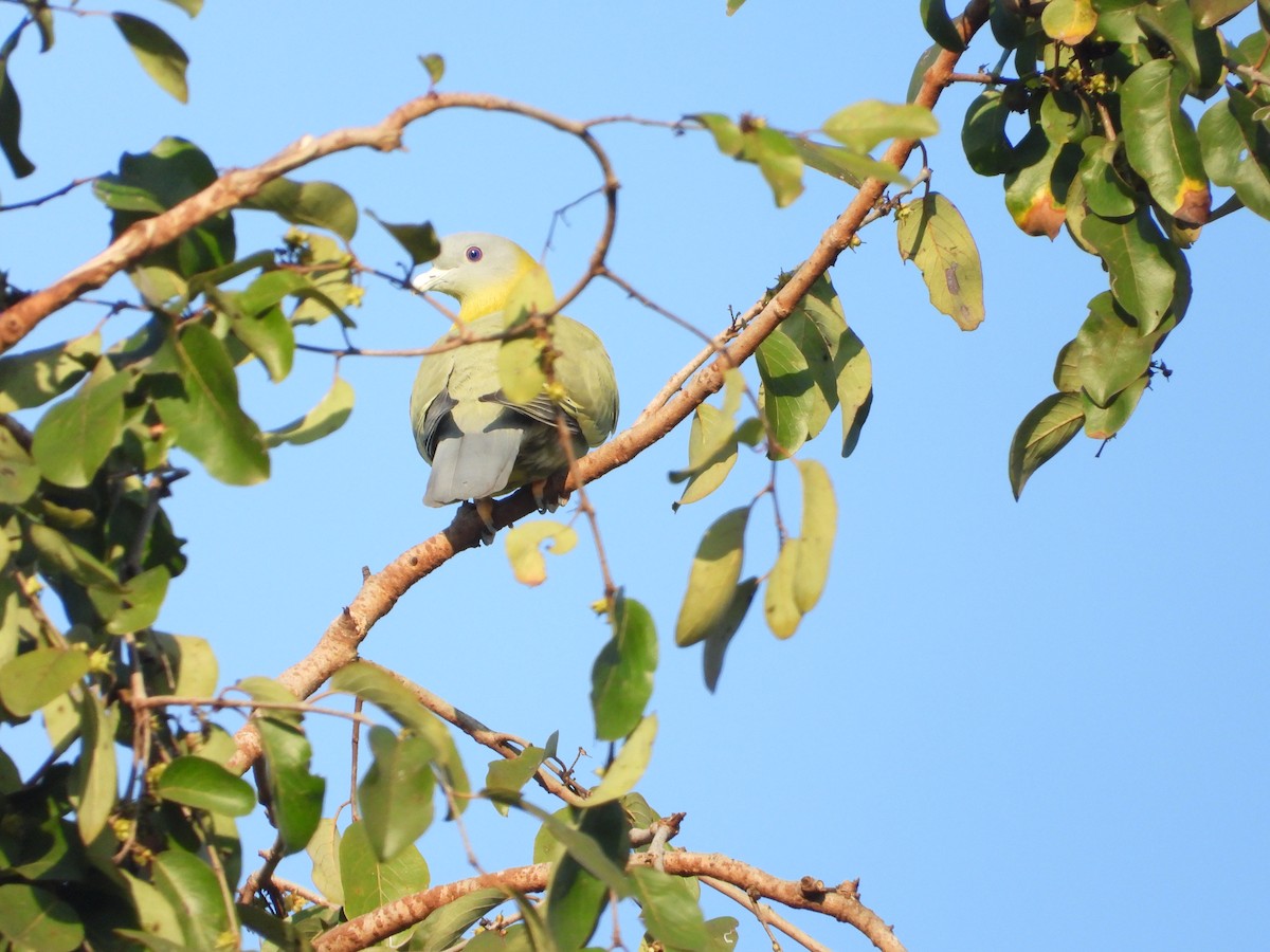 Yellow-footed Green-Pigeon - Soumitra shesh  Arya