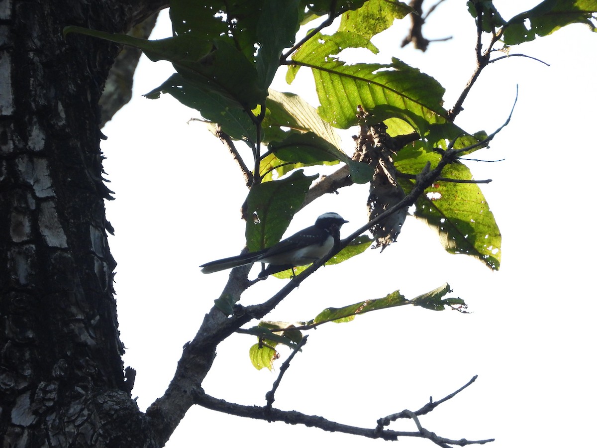 White-browed Fantail - ML396106971