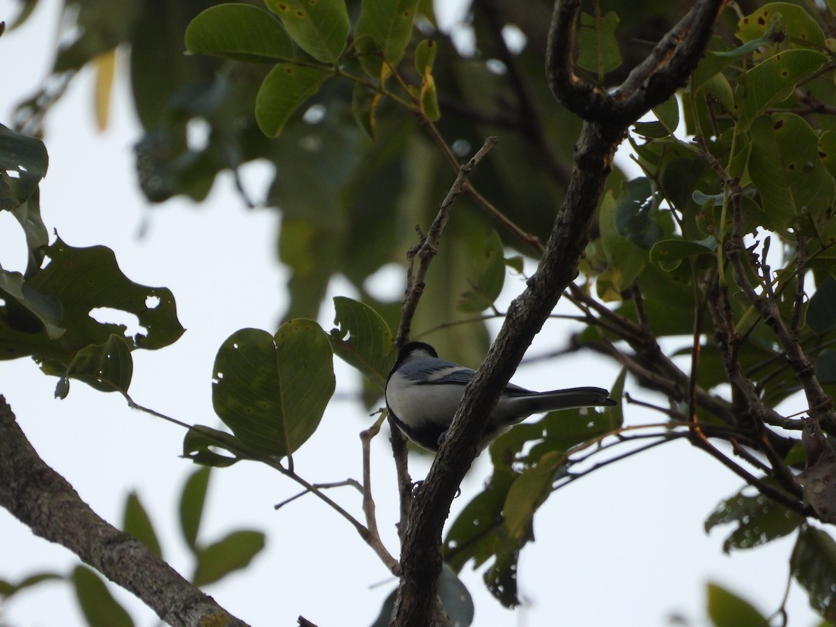 Cinereous Tit - Soumitra shesh  Arya