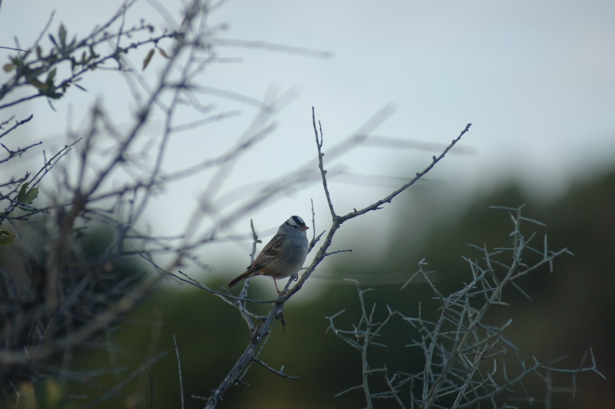 White-crowned Sparrow - ML396107611