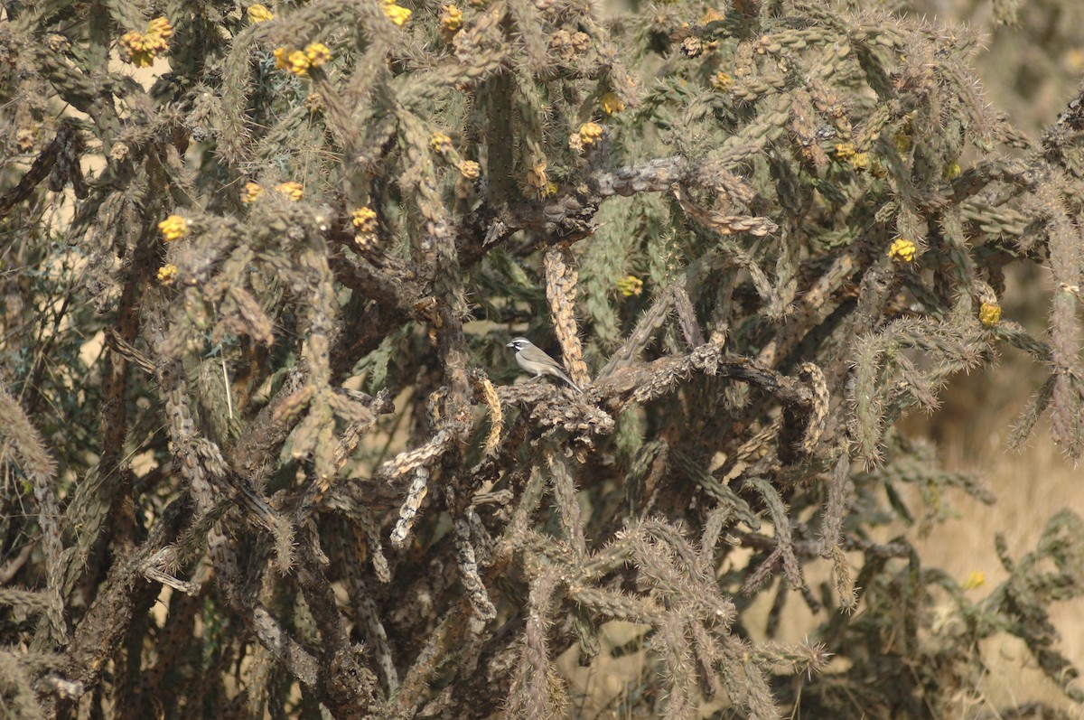 Black-throated Sparrow - ML396107631