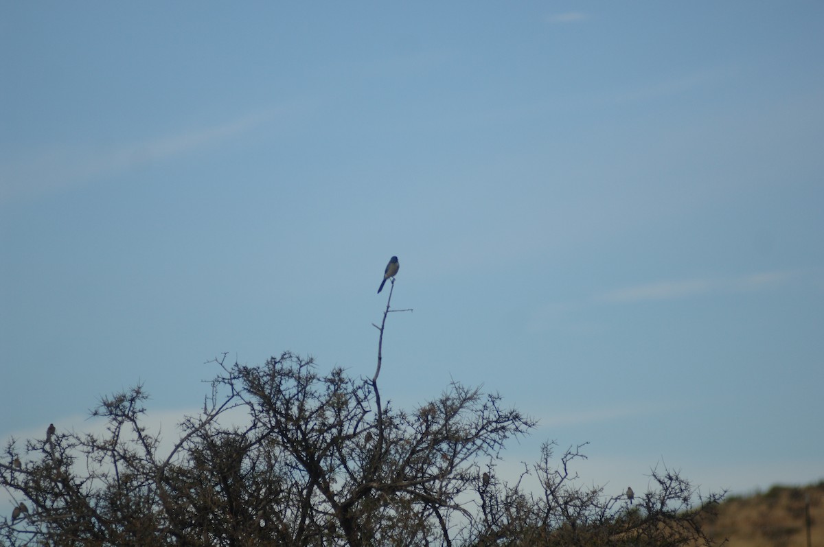 Woodhouse's Scrub-Jay - ML396107751