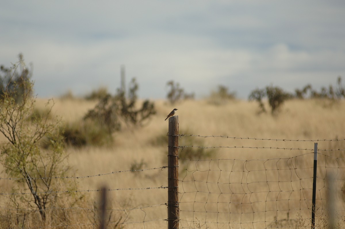 Say's Phoebe - ML396107781