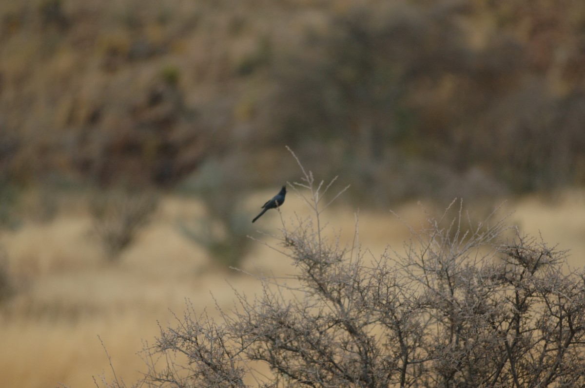 Phainopepla - ML396107831