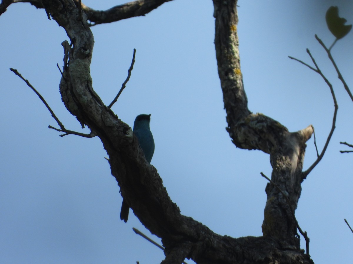 Verditer Flycatcher - ML396107911