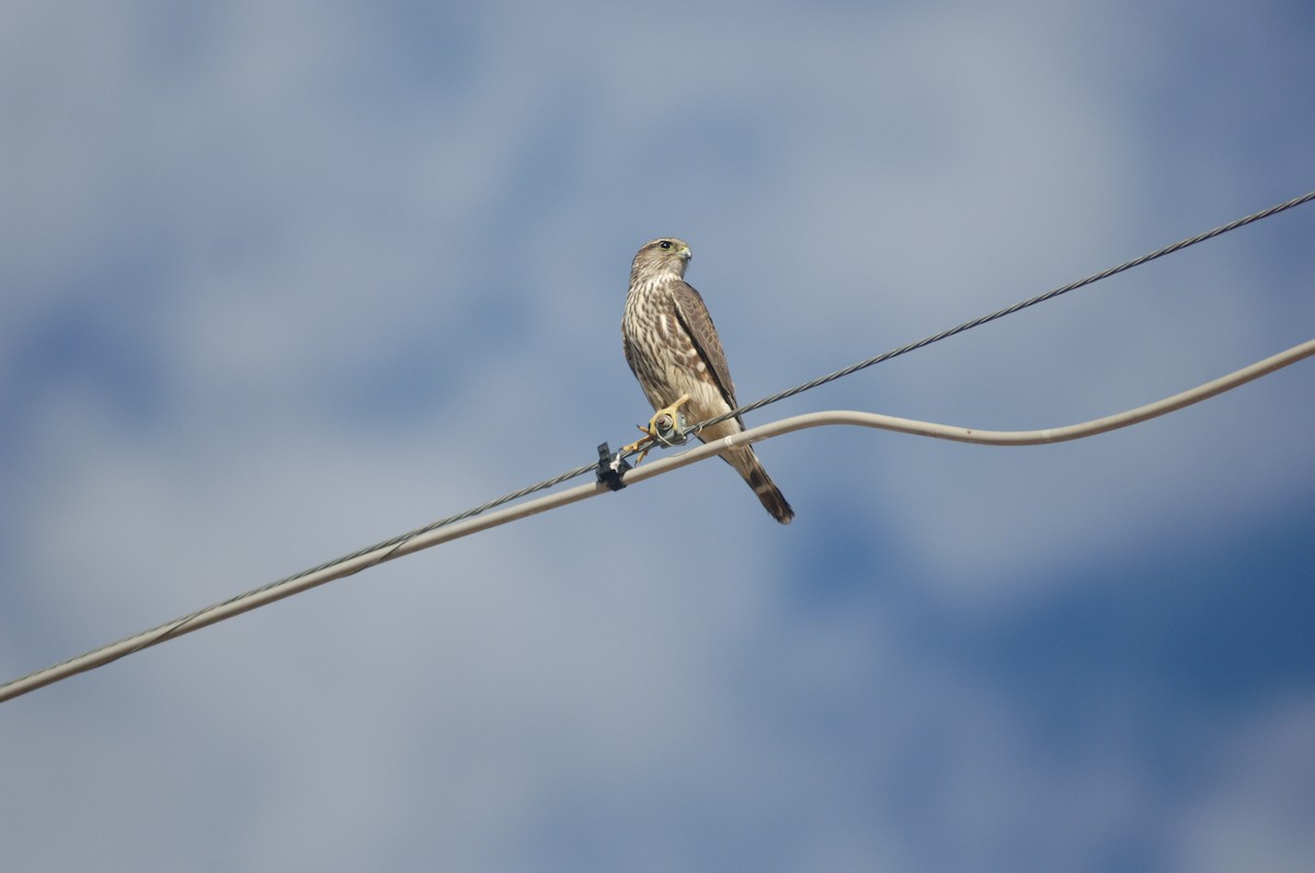 Merlin - ML396107931