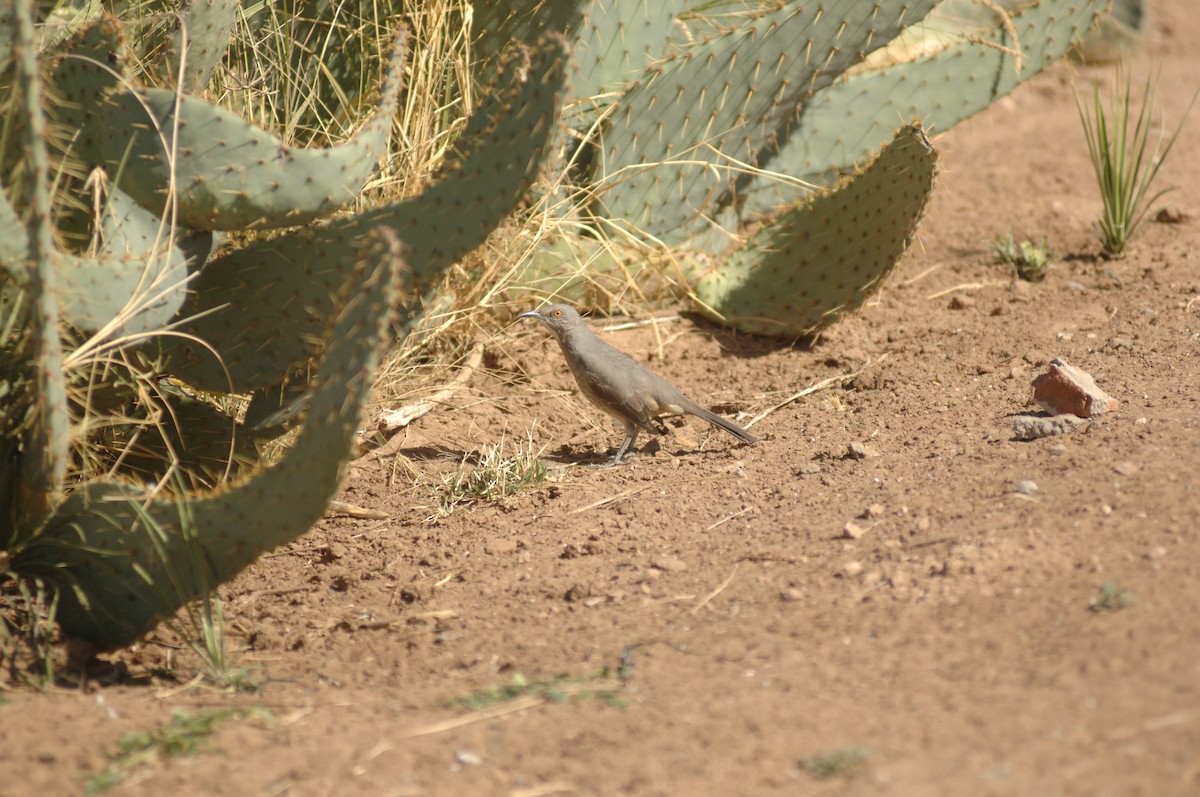 Curve-billed Thrasher - ML396108041