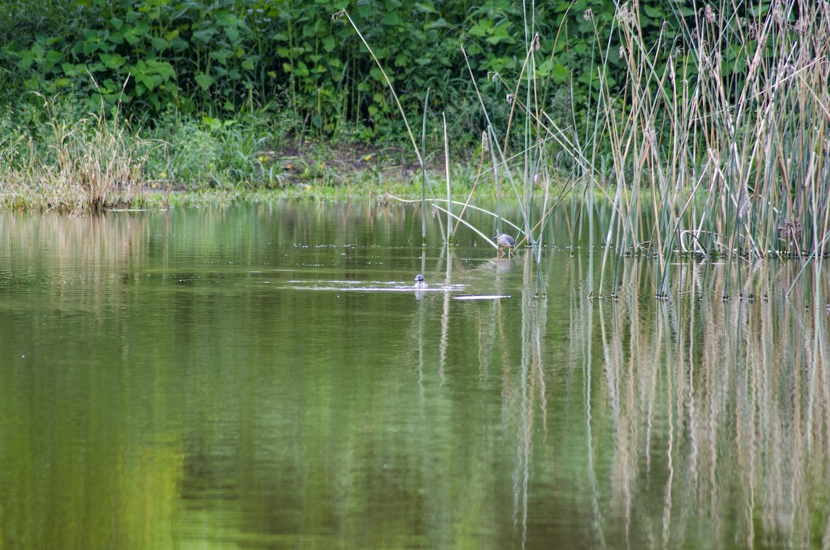 Striated Heron - Nancy Mazza