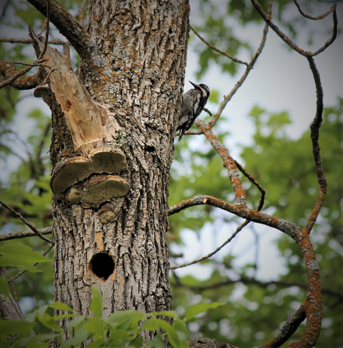 Yellow-bellied Sapsucker - Jason St. Sauver