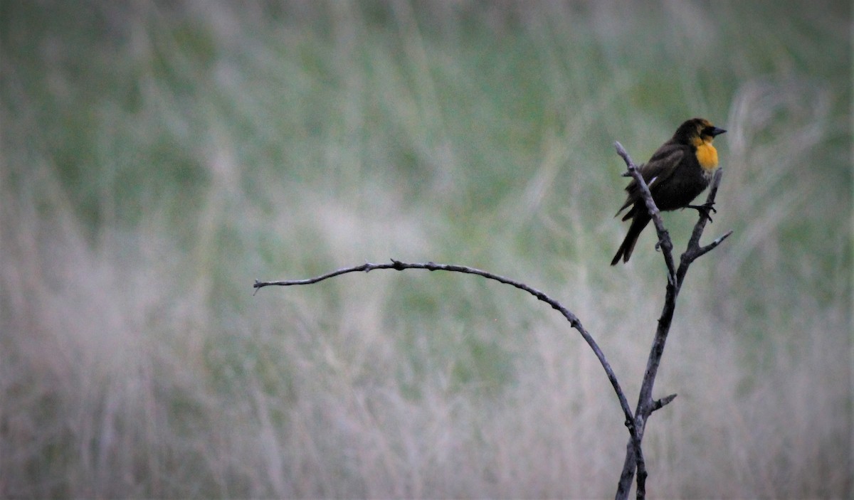 Yellow-headed Blackbird - ML396110341