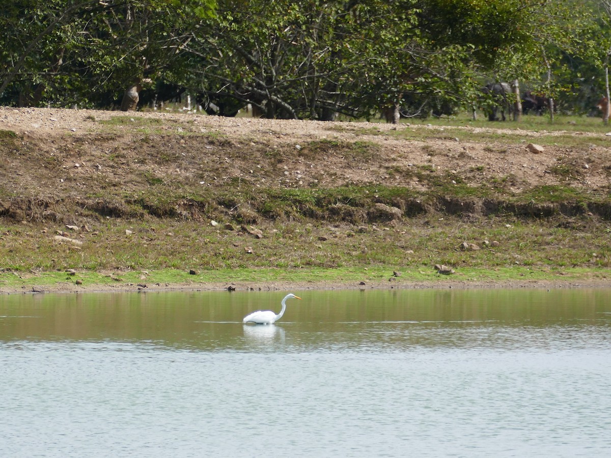 Great Egret - ML396112341