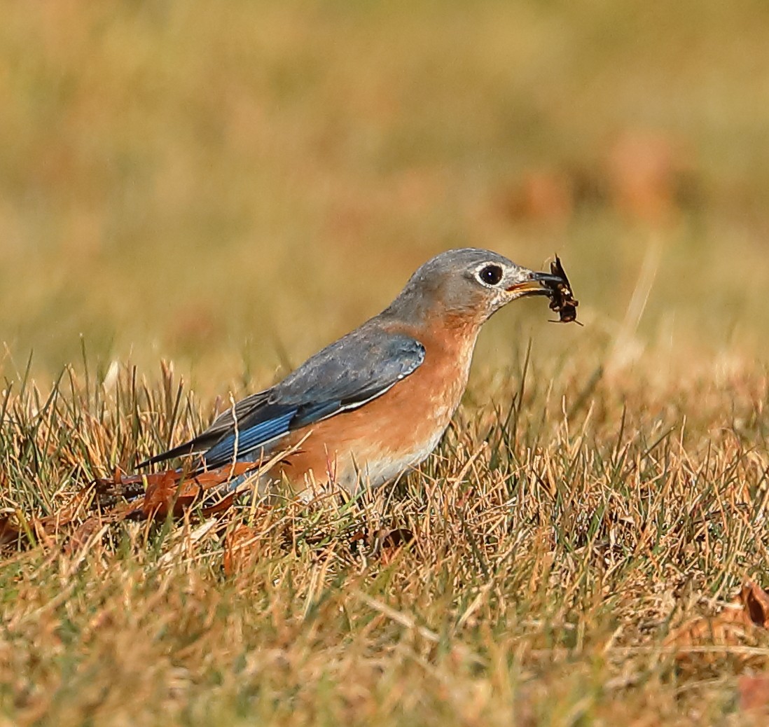 Eastern Bluebird - ML396112681