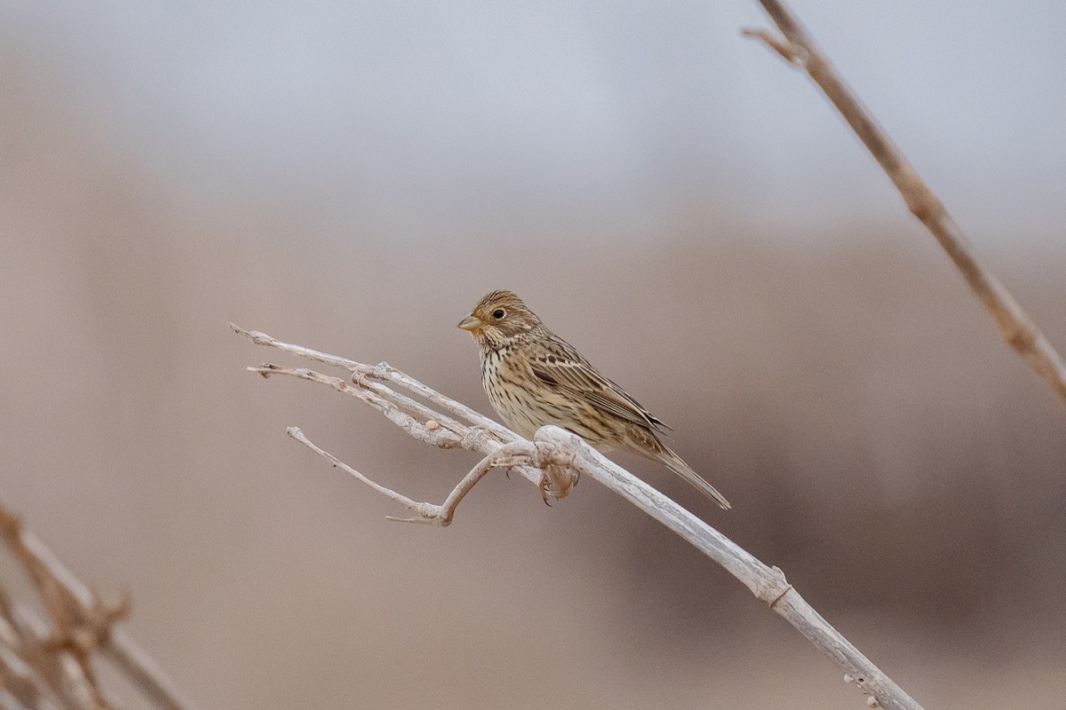 Grauammer - ML396112881