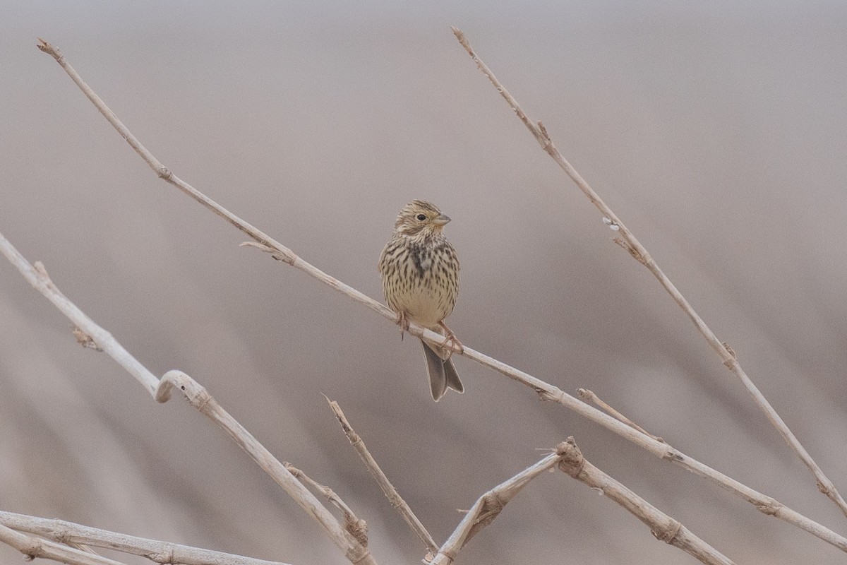 Grauammer - ML396112971