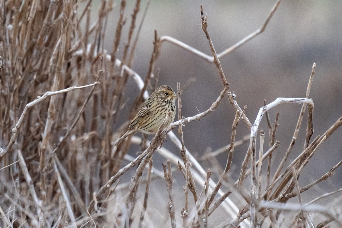 Grauammer - ML396113001